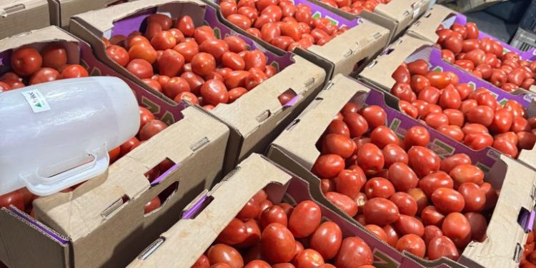 Incautan casi 12 mil kilos de tomates sin respaldo documental