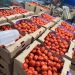 Incautan casi 12 mil kilos de tomates sin respaldo documental
