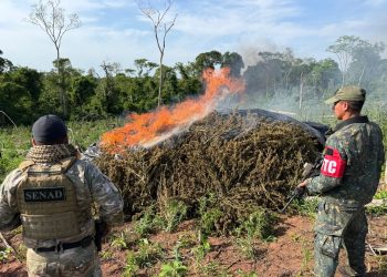 Destruyen más de 48 toneladas de marihuana y desmantelan campamentos en Concepción