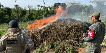 Destruyen más de 48 toneladas de marihuana y desmantelan campamentos en Concepción