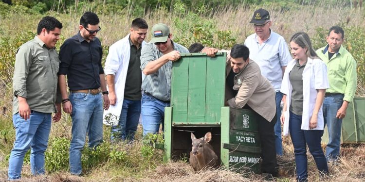 Yacyretá inicia plan piloto de reintroducción de especies nativas