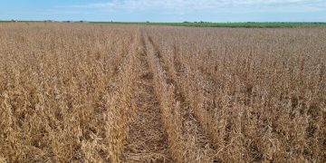 Esperan que la zafriña gane terreno para fin de año