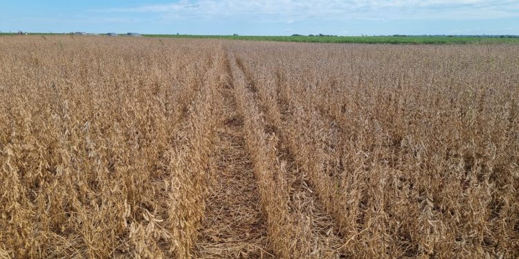 Esperan que la zafriña gane terreno para fin de año