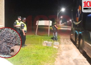 Lombriceros exigen destitución de fiscal tras polémica incautación en Ayolas