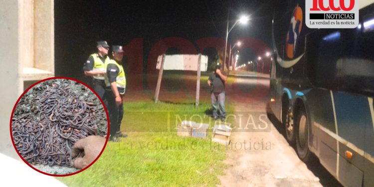 Lombriceros exigen destitución de fiscal tras polémica incautación en Ayolas