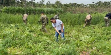 Golpe al narcotráfico en la frontera: Operación “Nueva Alianza 53” avanza con resultados históricos