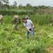 Golpe al narcotráfico en la frontera: Operación “Nueva Alianza 53” avanza con resultados históricos