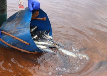 Realizan siembra y marcación de más de 3.500 ejemplares de pira pytã