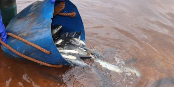 Realizan siembra y marcación de más de 3.500 ejemplares de pira pytã