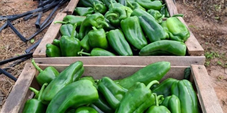 Productores de Caaguazú colocan hortalizas en el mercado con apoyo del MAG