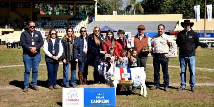 La Dorper paraguaya se medirá con los mejores del mundo en su segunda nacional