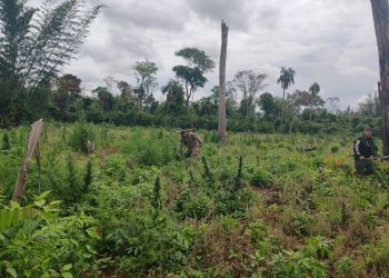 SENAD elimina 15 toneladas de marihuana en operativo