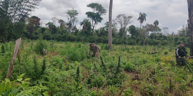 SENAD elimina 15 toneladas de marihuana en operativo