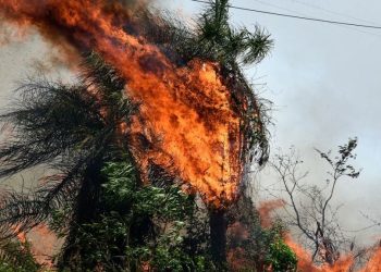 Preocupan incendios en zona de Río Negro, Chaco Paraguayo