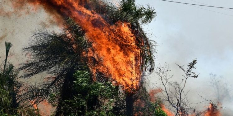 Preocupan incendios en zona de Río Negro, Chaco Paraguayo