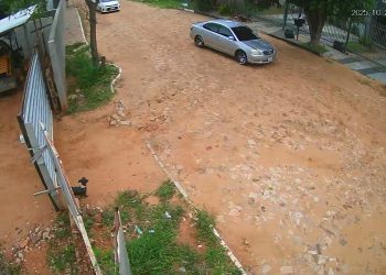 Policía recupera vehículos robados y detiene a sospechosos