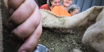 Yerba mate paraguaya conquista 27 mercados del mundo