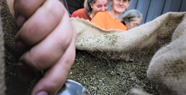 Yerba mate paraguaya conquista 27 mercados del mundo