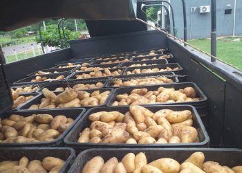 Productores comercializan más de 25.000 kilos de papa con apoyo técnico del MAG