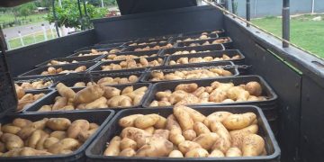 Productores comercializan más de 25.000 kilos de papa con apoyo técnico del MAG