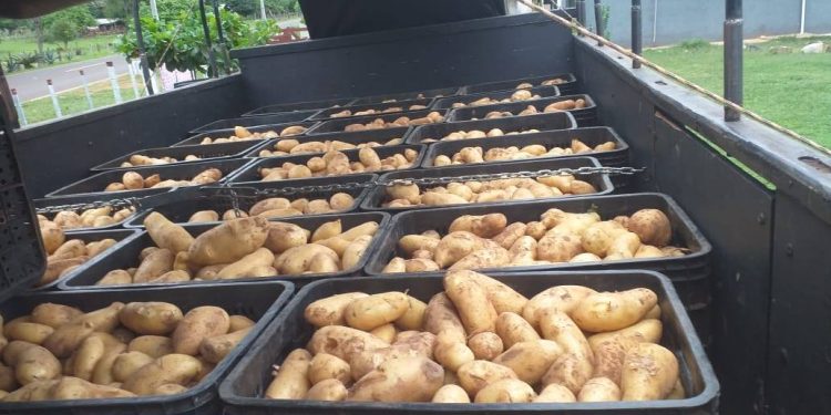 Productores comercializan más de 25.000 kilos de papa con apoyo técnico del MAG