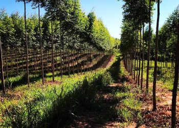 Paraguay recibe reconocimiento de la FAO por mejores prácticas de sistemas agroalimentarios sostenibles