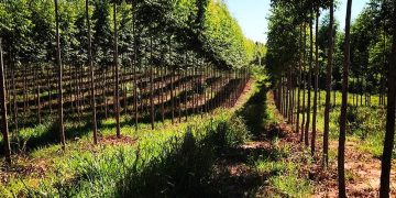 Paraguay recibe reconocimiento de la FAO por mejores prácticas de sistemas agroalimentarios sostenibles