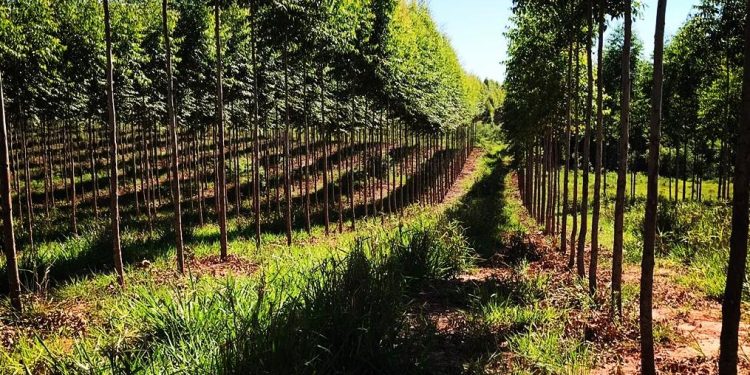 Paraguay recibe reconocimiento de la FAO por mejores prácticas de sistemas agroalimentarios sostenibles