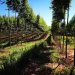 Paraguay recibe reconocimiento de la FAO por mejores prácticas de sistemas agroalimentarios sostenibles