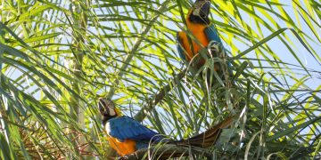 Histórico avistamiento de guacamayos en Refugio Mbaracayú