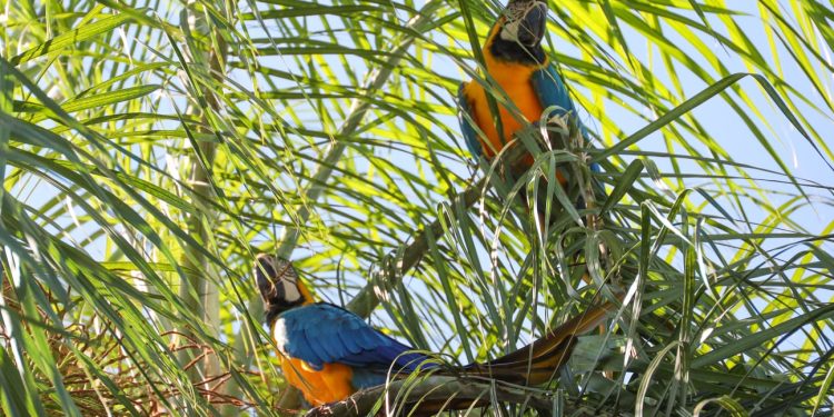 Histórico avistamiento de guacamayos en Refugio Mbaracayú