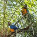 Histórico avistamiento de guacamayos en Refugio Mbaracayú