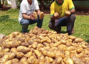 Productores de Capitán Bado logran exitosa cosecha de papa