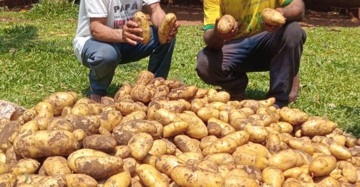 Productores de Capitán Bado logran exitosa cosecha de papa