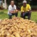 Productores de Capitán Bado logran exitosa cosecha de papa