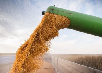 A setiembre se triplicaron las exportaciones de maíz zafra 2025