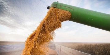 A setiembre se triplicaron las exportaciones de maíz zafra 2025