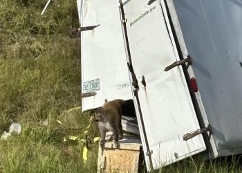 Volcó camión con monos infectados de Covid y herpes; uno de ellos escapó