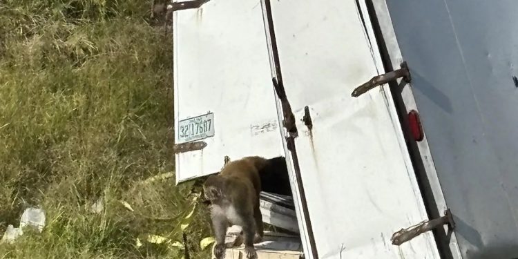 Volcó camión con monos infectados de Covid y herpes; uno de ellos escapó