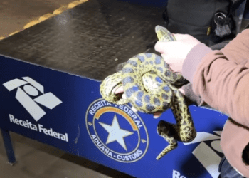 Un brasileño intentó llevar a São Paulo varios animales exóticos