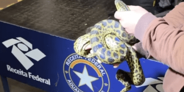 Un brasileño intentó llevar a São Paulo varios animales exóticos