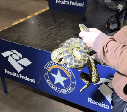 Un brasileño intentó llevar a São Paulo varios animales exóticos