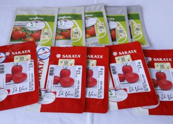 MAG Lanza Plan nacional “Cultivar Tomate 2025-2026”