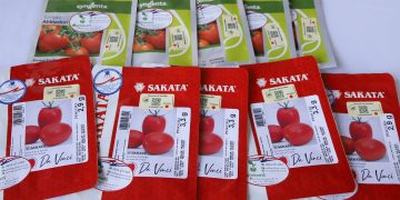 MAG Lanza Plan nacional “Cultivar Tomate 2025-2026”