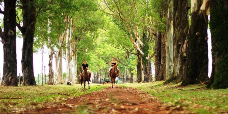 Feriado patriótico de Boquerón generó USD 36,8 millones a la economía del país