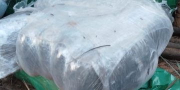 Una tonelada de marihuana es incautada durante operativo «Escudo Guaraní»