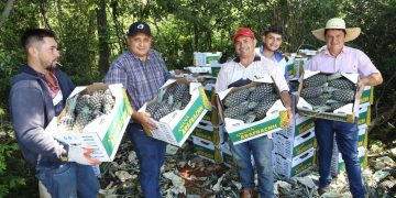 De Horqueta a la Argentina: “piña paraguaya abre puertas”