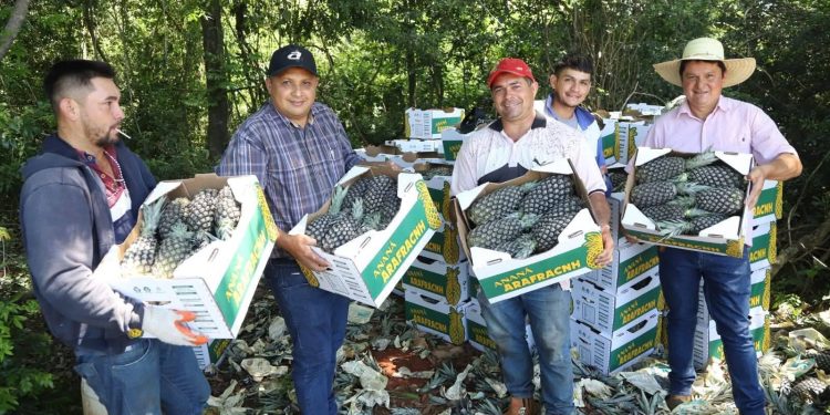 De Horqueta a la Argentina: “piña paraguaya abre puertas”