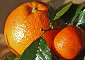 Importadores de naranja acusan a empresa proveedora de monopolizar el mercado