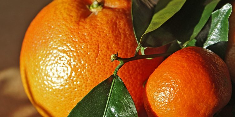 Importadores de naranja acusan a empresa proveedora de monopolizar el mercado